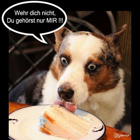 kuchenhund.jpg