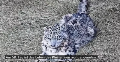 Screenshot 2025-05-20 at 16-28-45 (867) Wie ein junger Schneeleopard mit Wirbelsäulenverletzung dank menschlicher Fürsorge überlebte –Teil 4 - YouTube.png